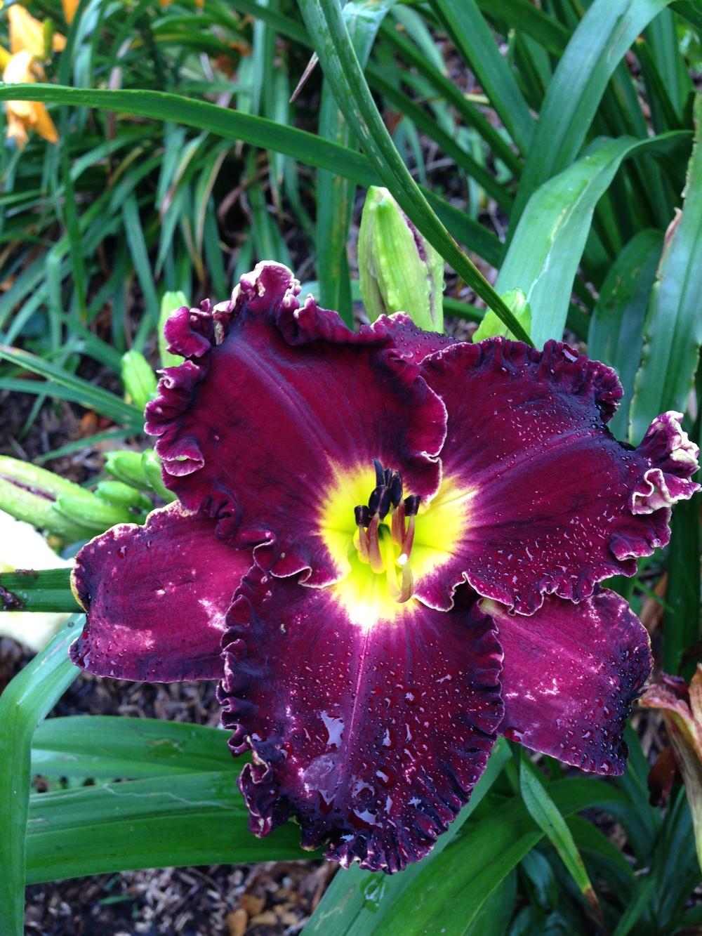 Photo of Daylily (Hemerocallis 'Victorian Garden Star Bright') uploaded by hillbilly