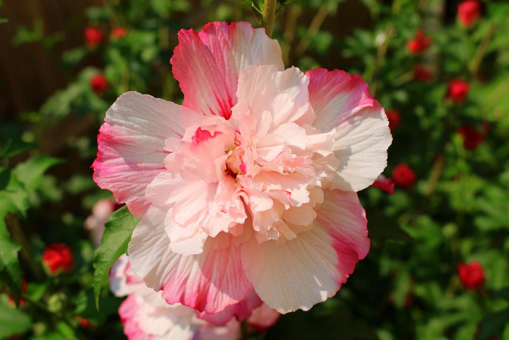 Photo of Rose of Sharon (Hibiscus syriacus 'Danica') uploaded by keithp2012