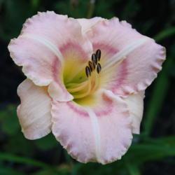 Location: My Garden, Ontario, Canada
Date: 2018-08-15
Beautiful, true pink late blooming daylily.