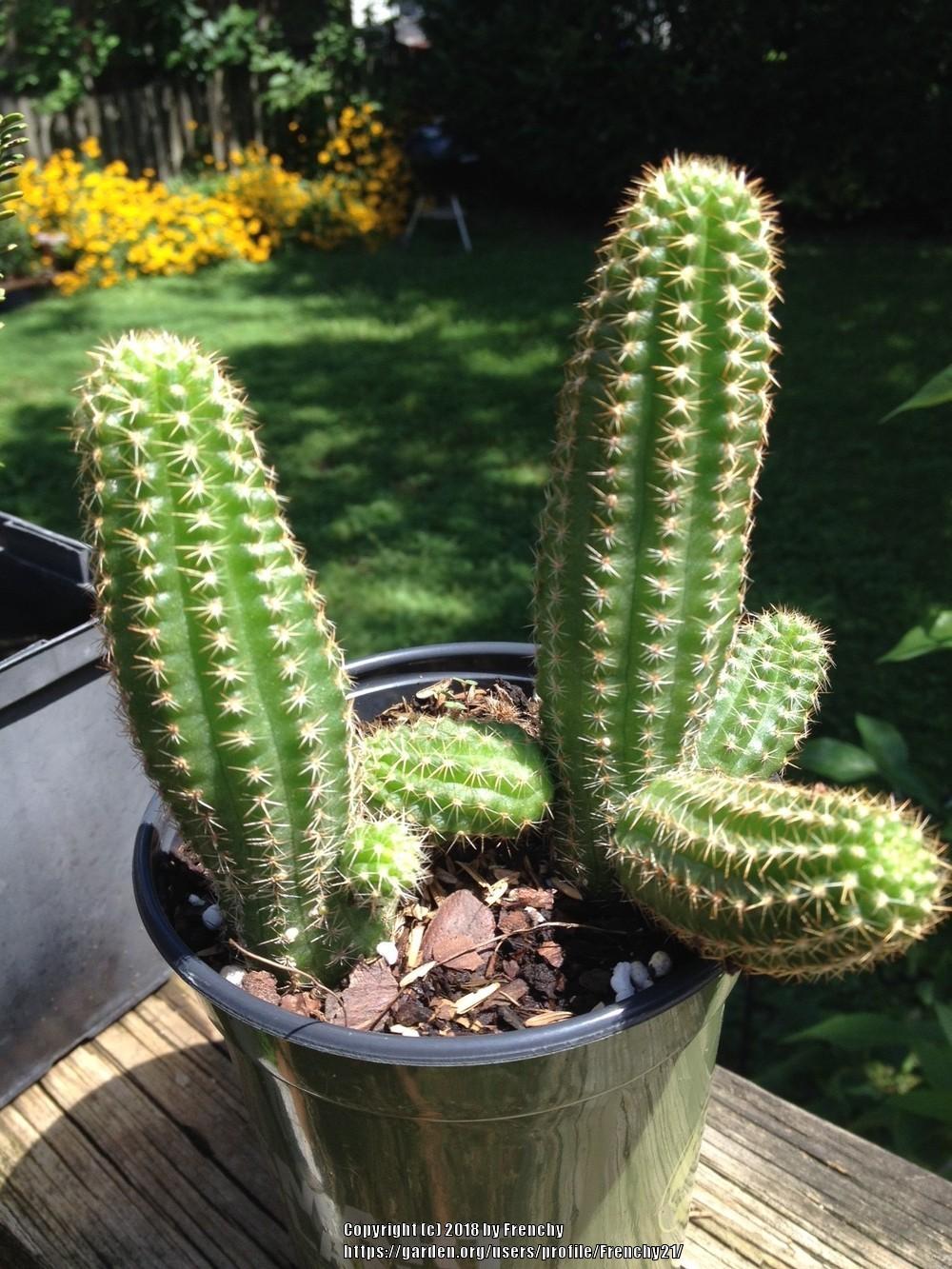 Photo of Peanut Cactus (Chamaecereus silvestrii) uploaded by Frenchy21