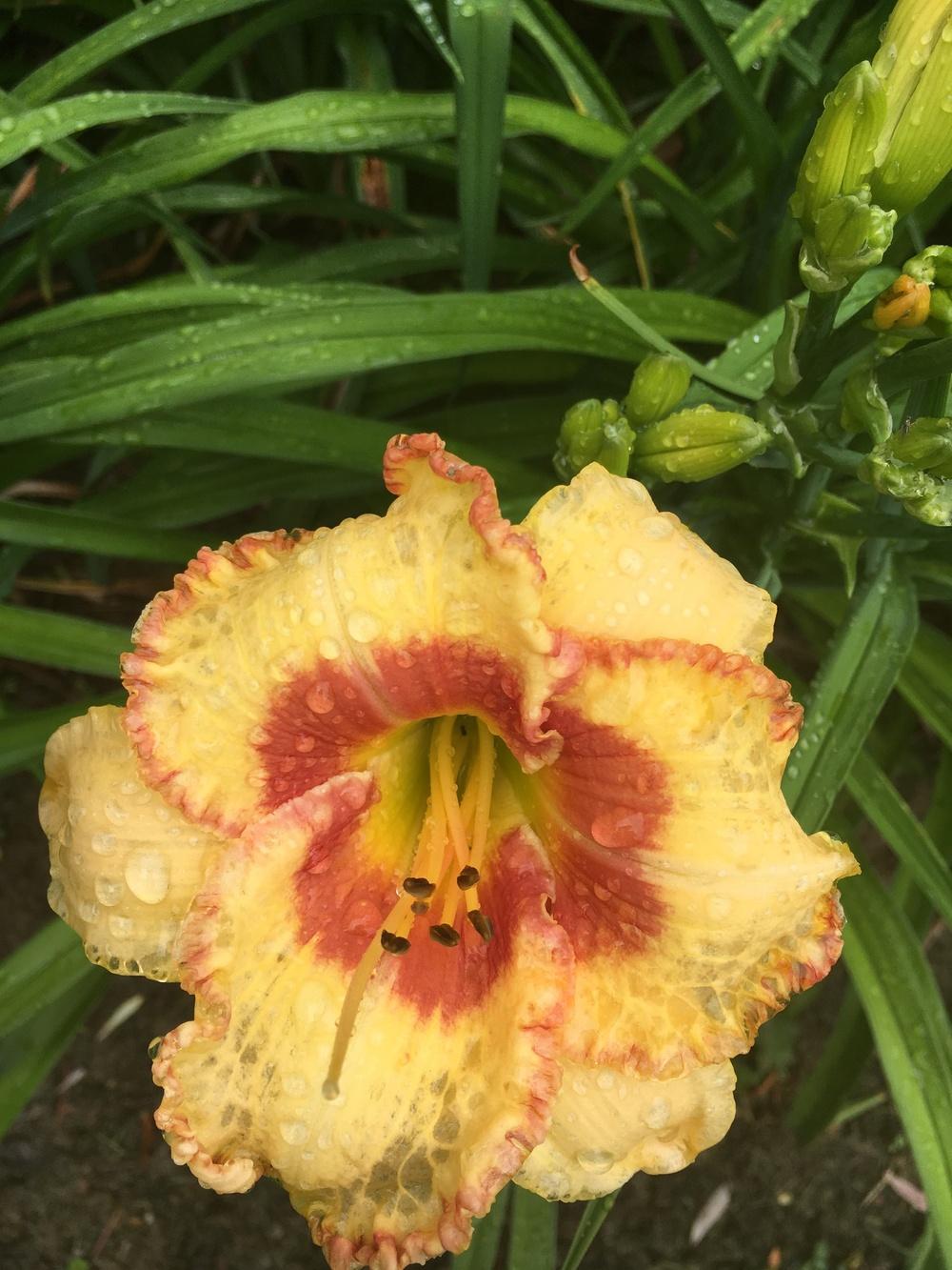 Photo of Daylily (Hemerocallis 'All Fired Up') uploaded by Lucichar