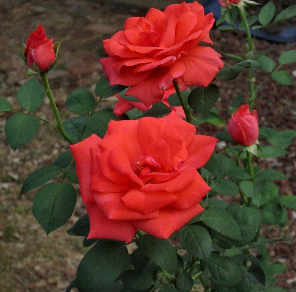 Photo of Rose (Rosa 'Tropicana') uploaded by RoseBlush1