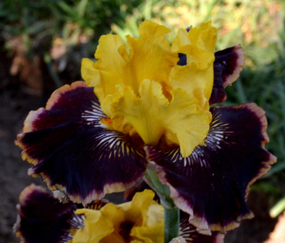 Photo of Tall Bearded Iris (Iris 'Indulgence') uploaded by Tambookie