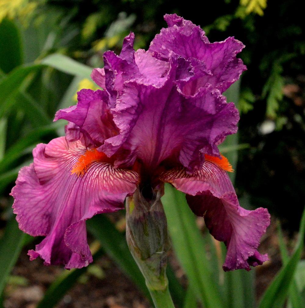 Photo of Tall Bearded Iris (Iris 'Sheer Ecstasy') uploaded by Tambookie