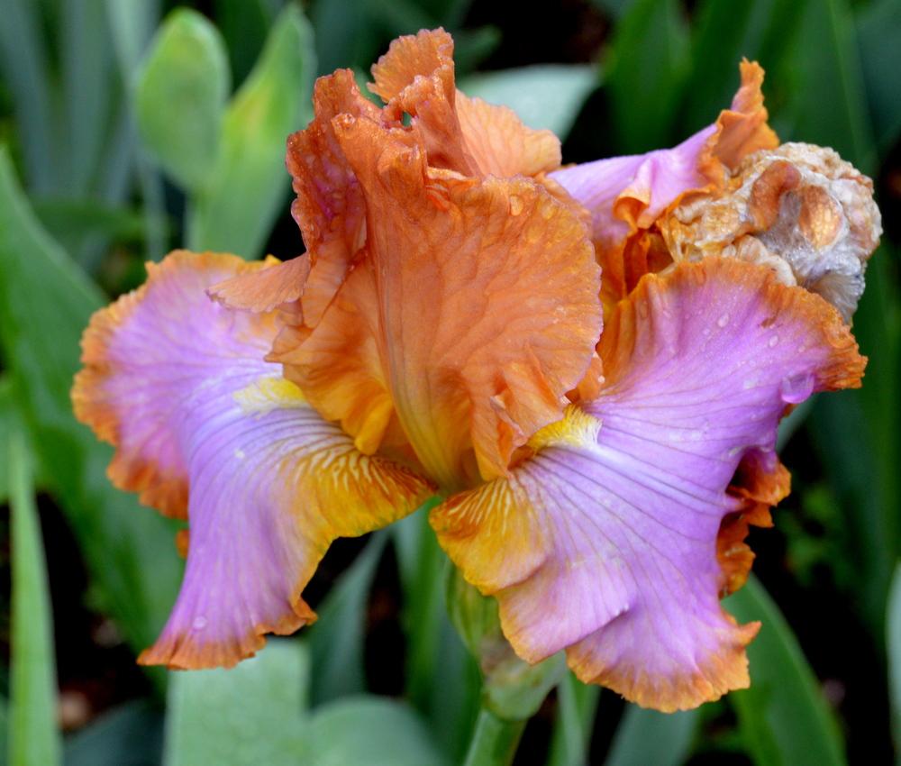 Photo of Tall Bearded Iris (Iris 'Afternoon Delight') uploaded by Tambookie