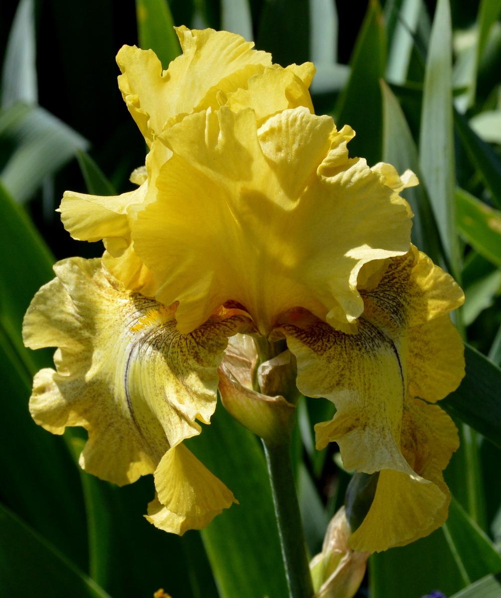 Photo of Tall Bearded Iris (Iris 'Desert Echo') uploaded by Tambookie