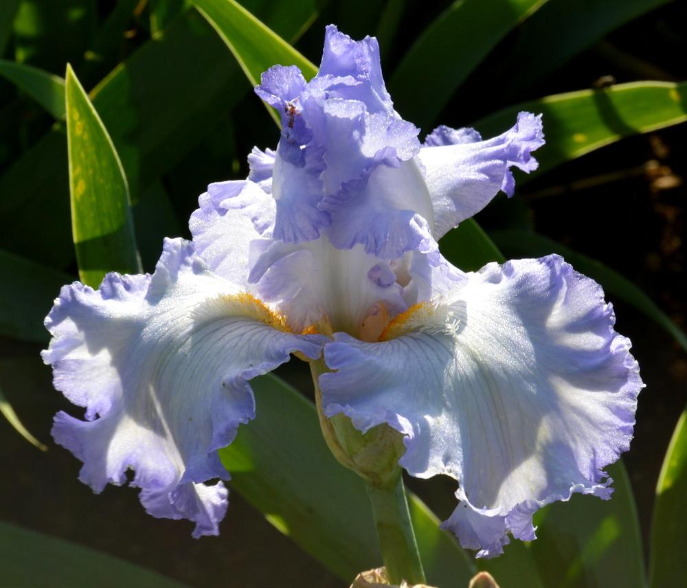 Photo of Tall Bearded Iris (Iris 'Cloud Ballet') uploaded by Tambookie