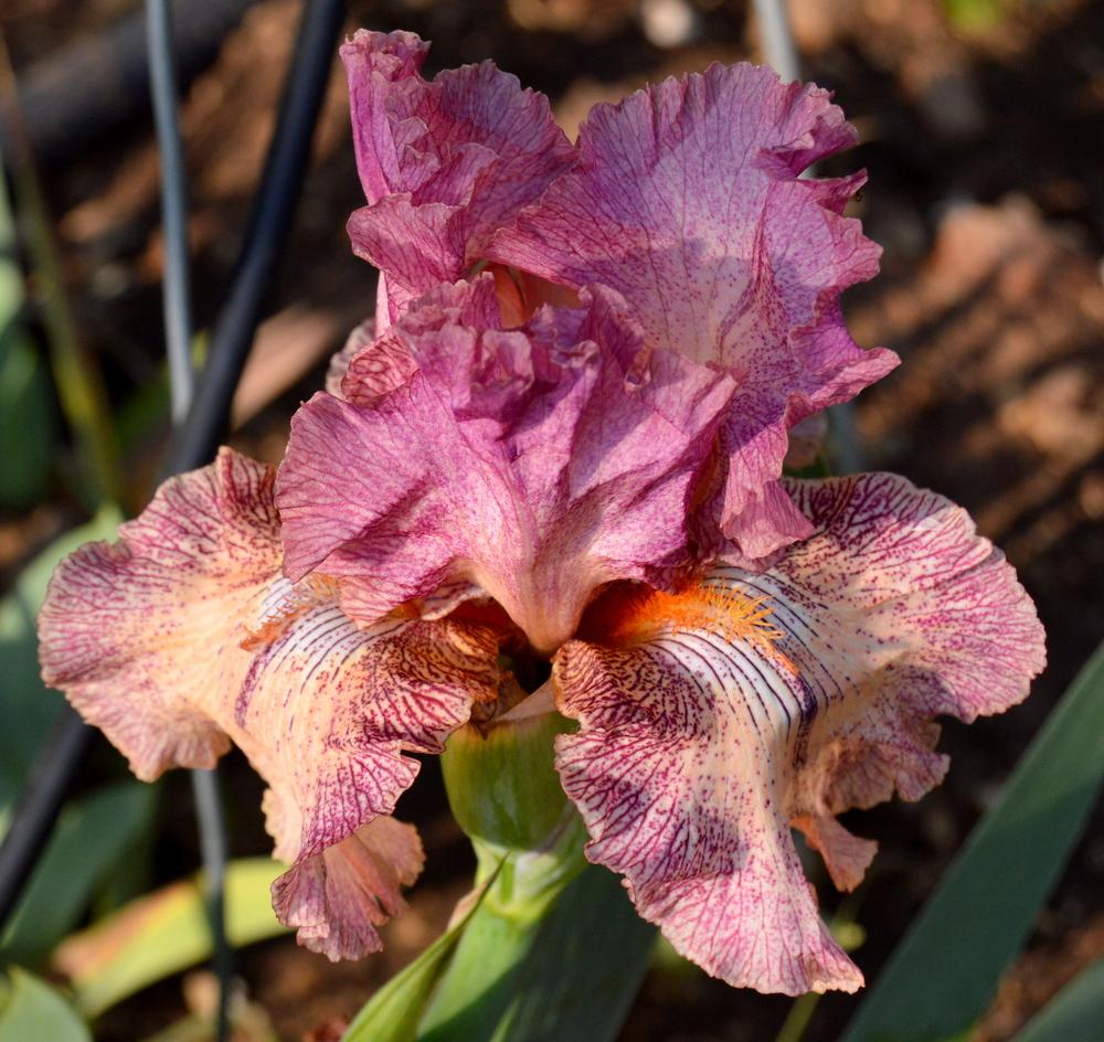 Photo of Tall Bearded Iris (Iris 'Magenta Rose') uploaded by Tambookie