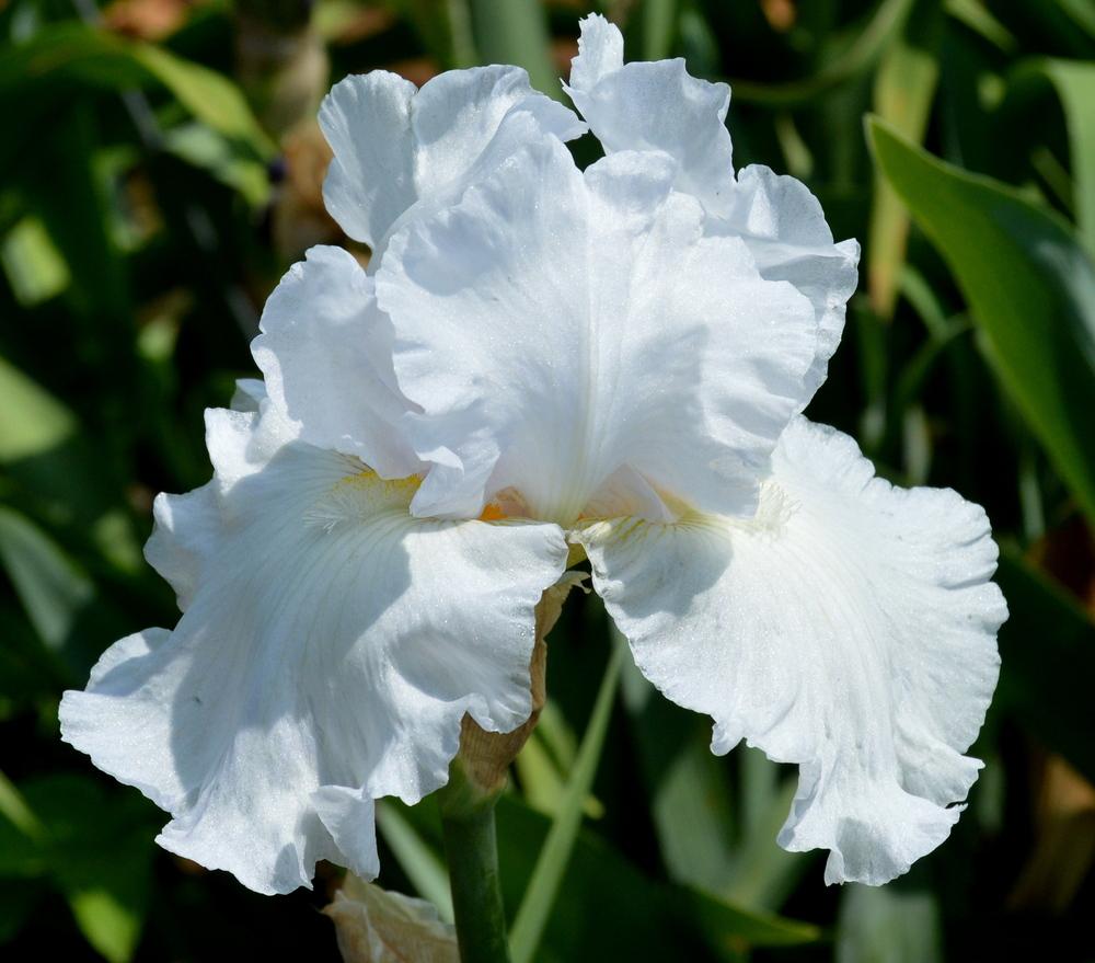 Photo of Tall Bearded Iris (Iris 'Ice Sculpture') uploaded by Tambookie