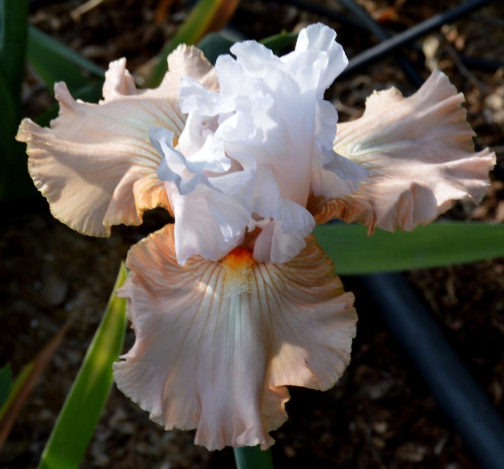 Photo of Tall Bearded Iris (Iris 'Champagne Frost') uploaded by Tambookie