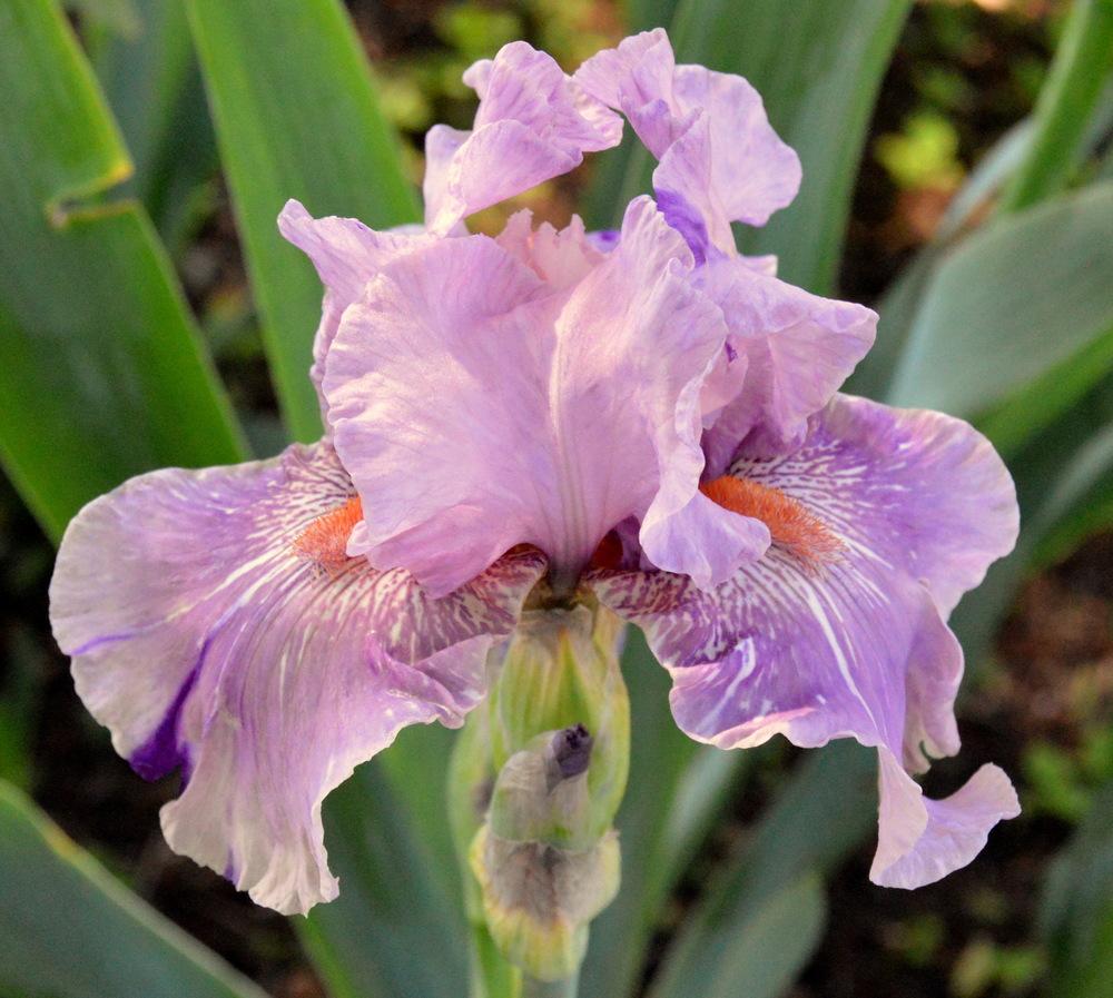 Photo of Tall Bearded Iris (Iris 'Maria Tormena') uploaded by Tambookie