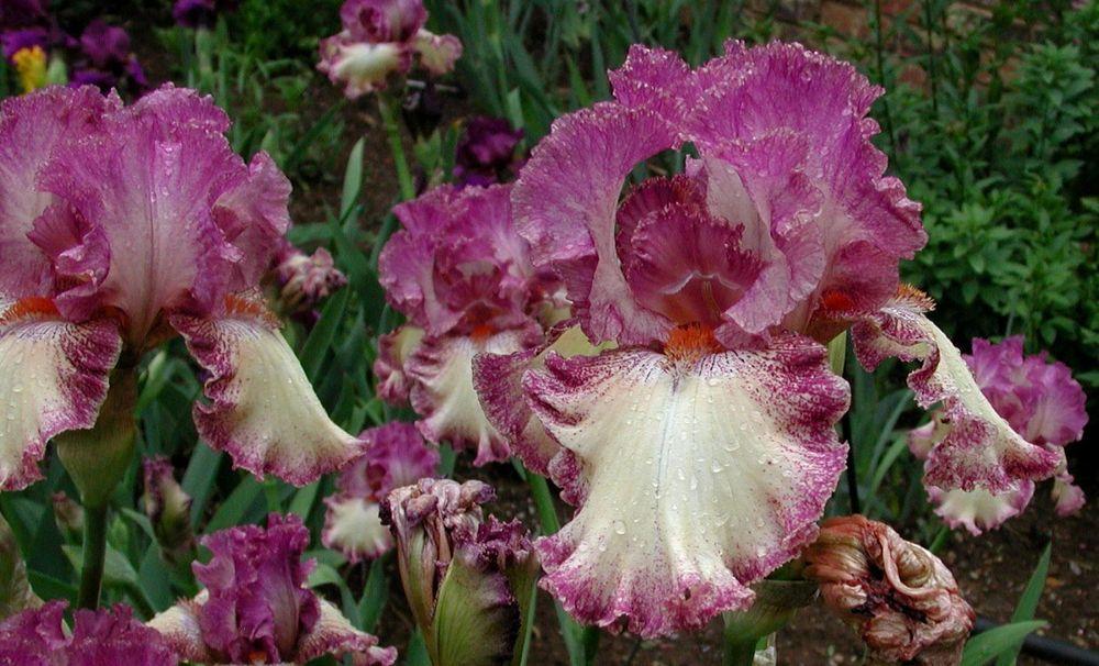 Photo of Tall Bearded Iris (Iris 'Brazen Beauty') uploaded by Tambookie