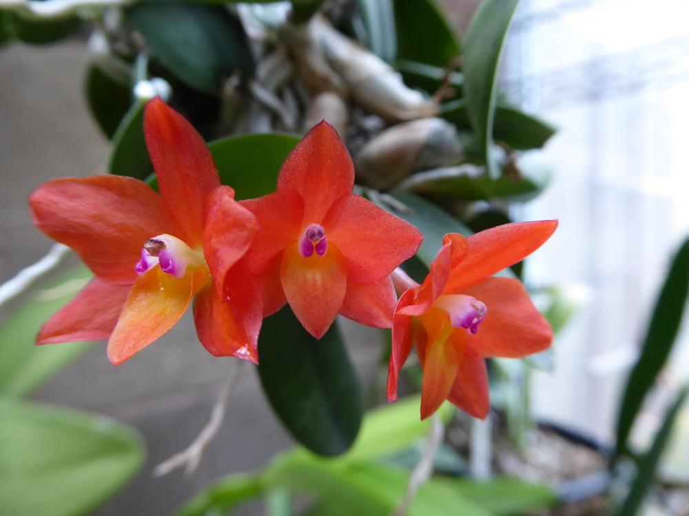 Photo of Orchid (Cattleya cernua) uploaded by ctcarol