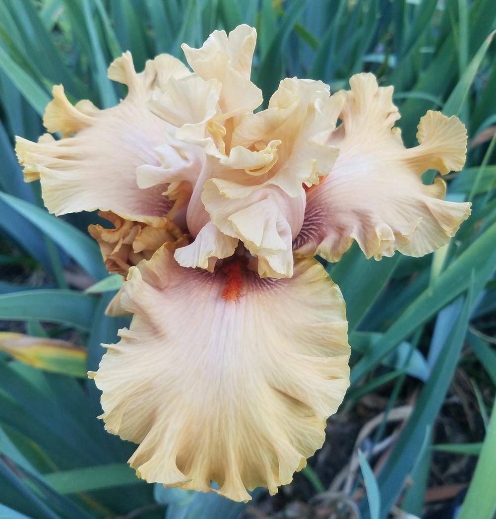 Photo of Tall Bearded Iris (Iris 'Coffee Shop') uploaded by mesospunky