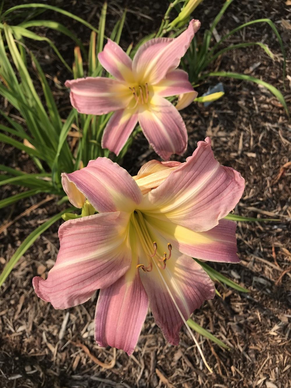 Photo of Daylily (Hemerocallis 'Lilting Belle') uploaded by Legalily