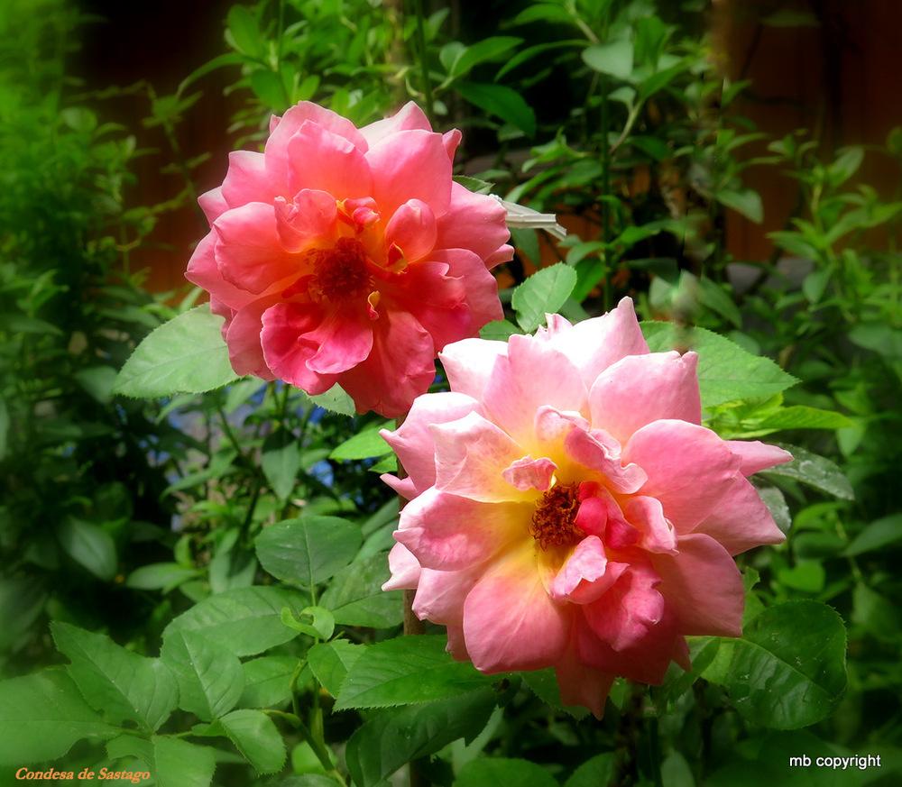 Photo of Rose (Rosa 'Condesa de Sastago') uploaded by MargieNY