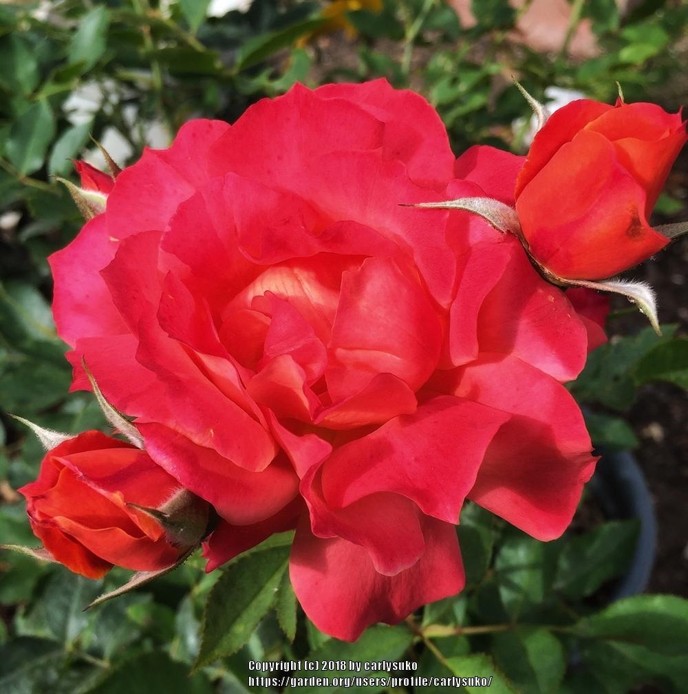 Photo of Rose (Rosa 'Disneyland Rose') uploaded by carlysuko