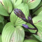Buds are dark purple, on dark purple petiole mid to late august