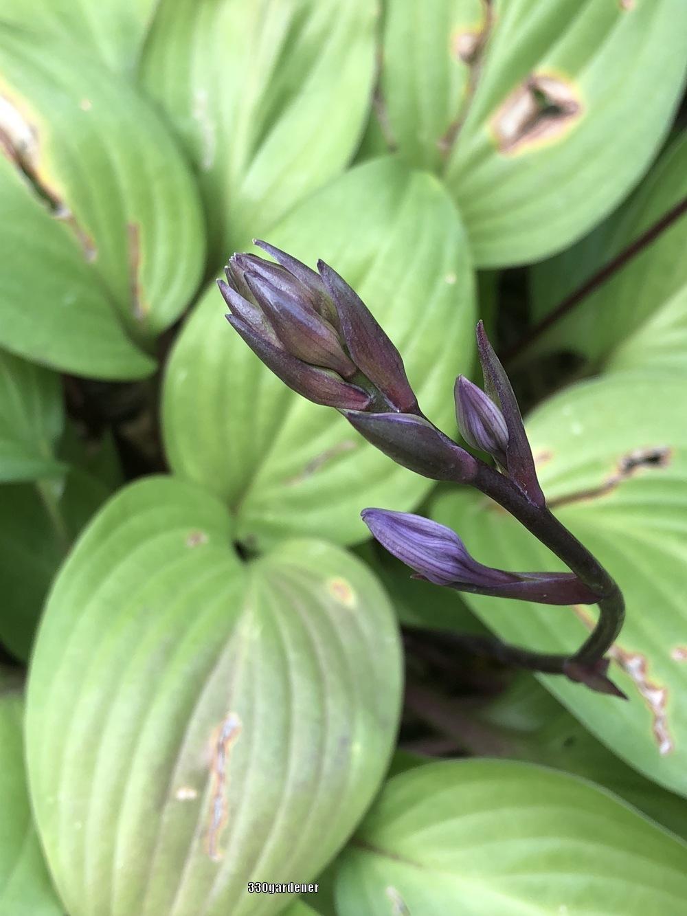 Photo of Hosta 'First Blush' uploaded by crawgarden