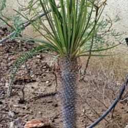 Location: Front yard in Tucson, Arizona
Date: 2018-08-18
Madagascar Palm - a uniquely ugly plant,  planted in poor clay so