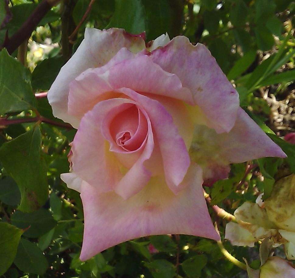 Photo of Rose (Rosa 'The Lady') uploaded by manueldalmeida