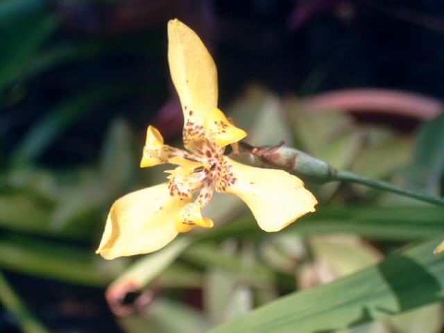 Photo of Yellow Walking Iris (Trimezia longifolia) uploaded by pod