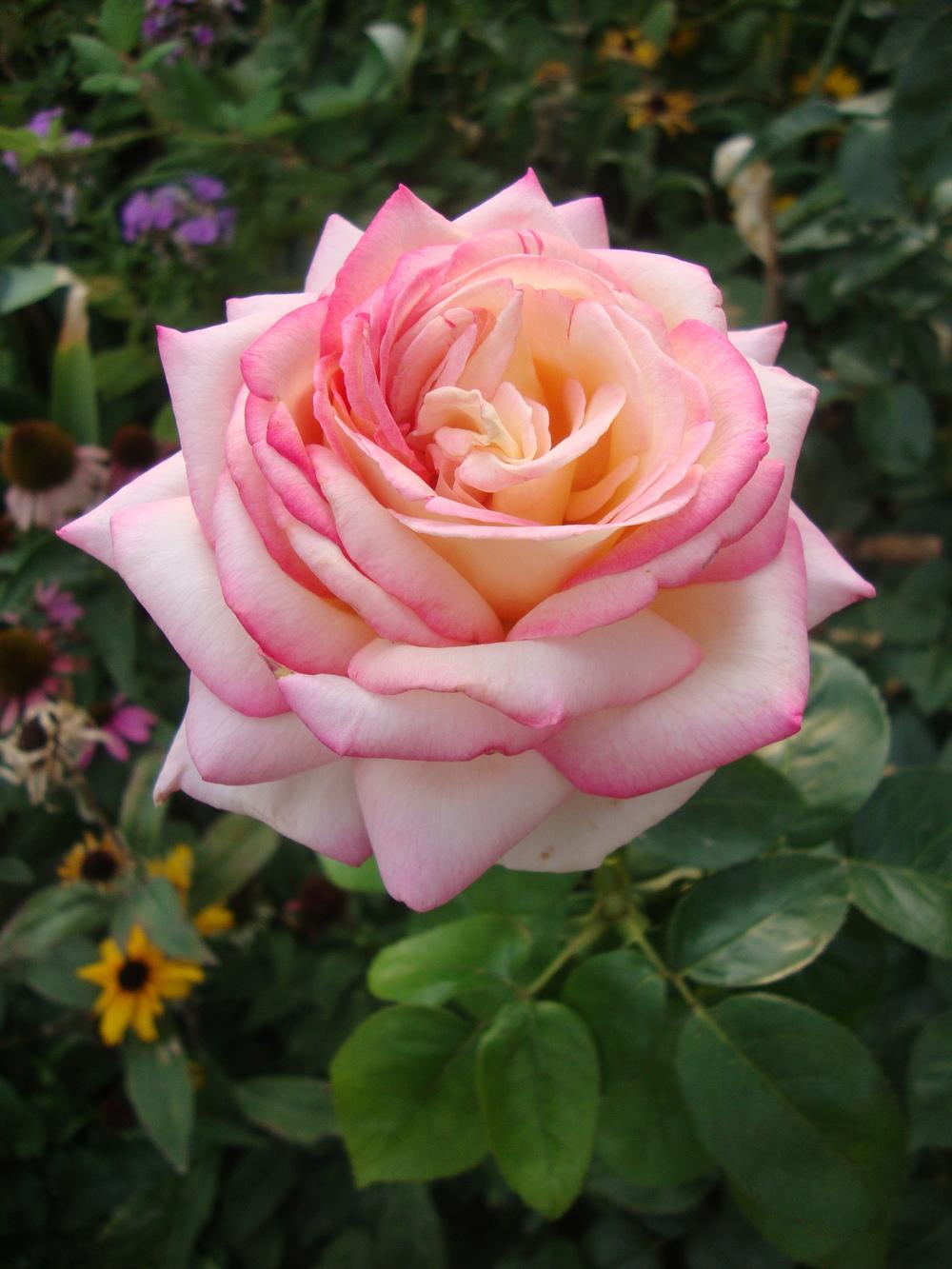 Photo of Hybrid Tea Rose (Rosa 'Peace') uploaded by Paul2032