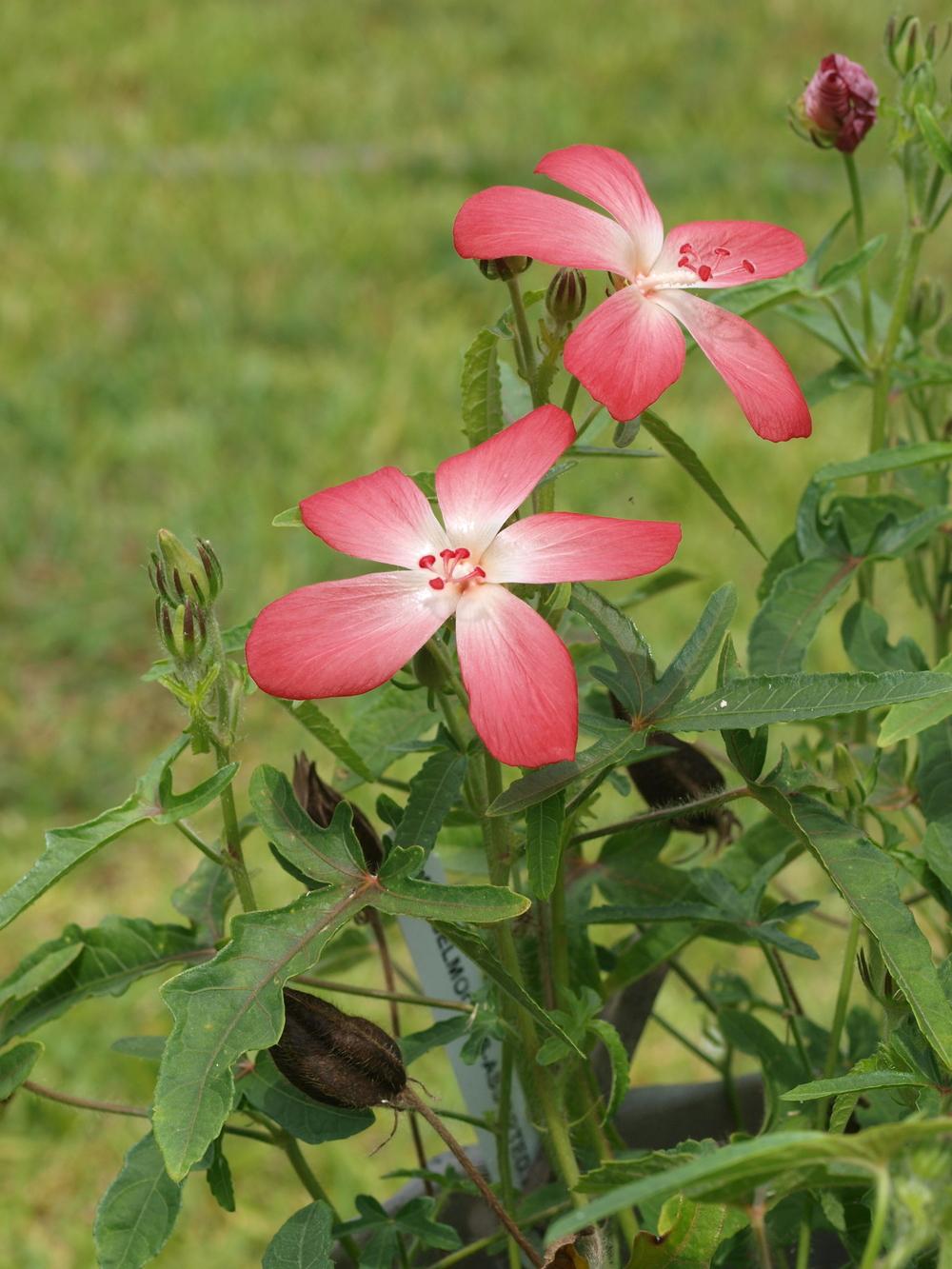 Photo of Musk Mallow (Abelmoschus moschatus) uploaded by honeyx4