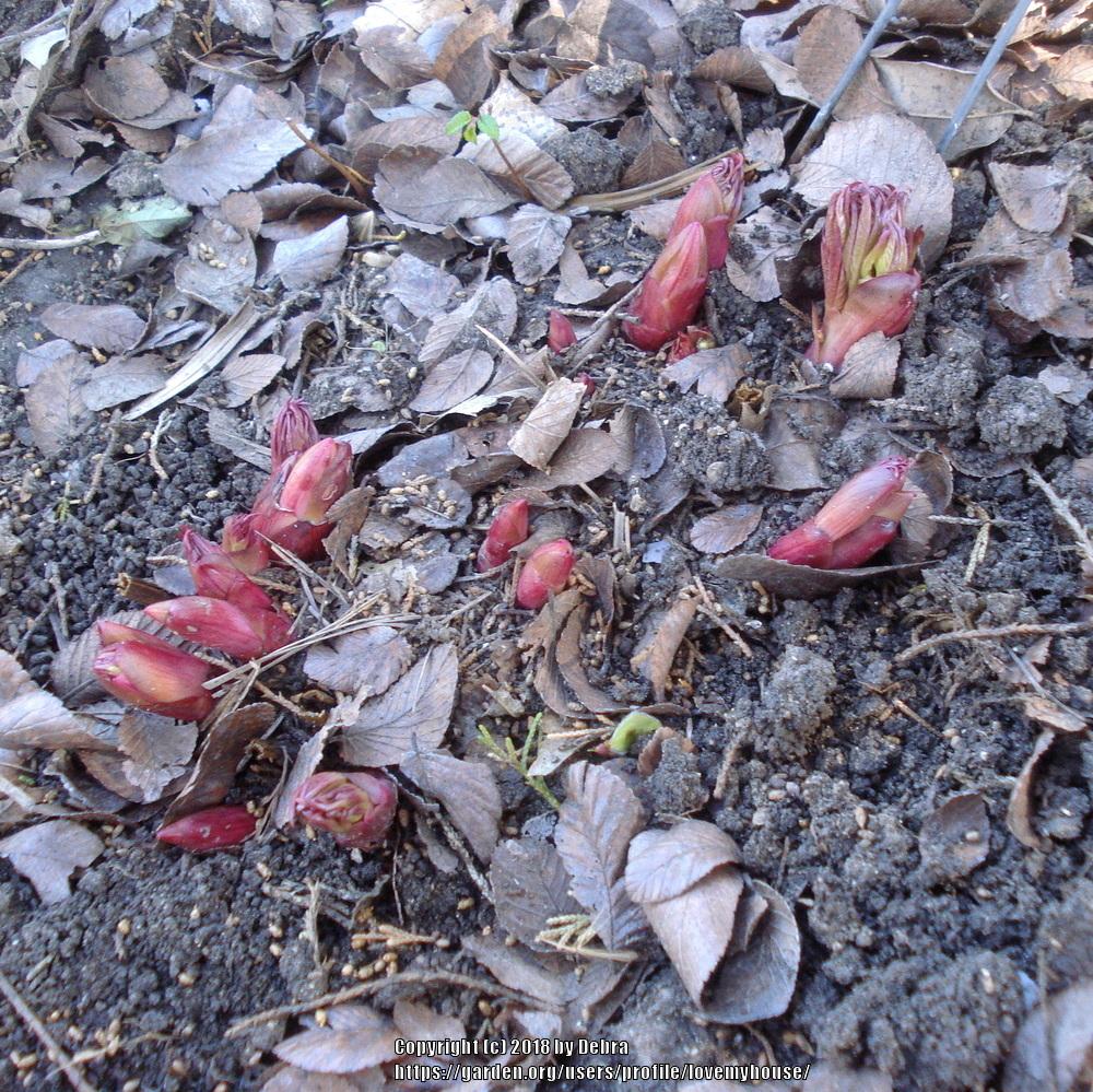 Photo of Peony (Paeonia lactiflora 'Celebrity') uploaded by lovemyhouse