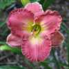 A late blooming cultivar that extends the daylily season.