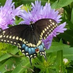 Location: Scarborough, ON
Date: 2018-08-20
Mel's blue and a female Black Swallowtail
