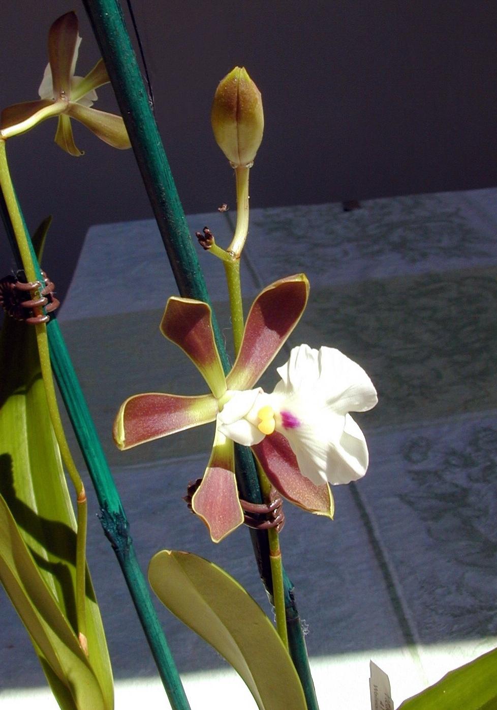 Photo of Orchid (Encyclia cordigera) uploaded by RobGlen