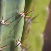  Common Peruvian Apple Cactus