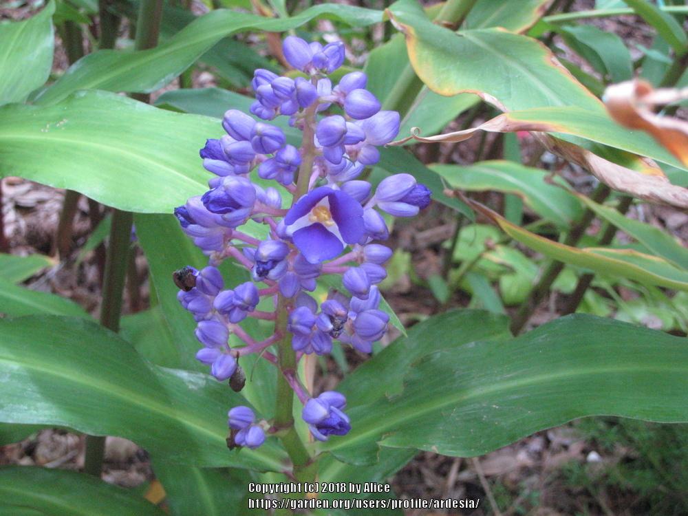 Photo of Blue Ginger (Dichorisandra thyrsiflora) uploaded by ardesia