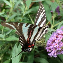 Location: My garden, Pequea, Pennsylvania, USA
Date: 2018-08-21
Zebra swallowtail enjoying a little Buddleja nectar.
