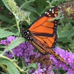 Location: My garden, Pequea, Pennsylvania, USA
Date: 2018-08-21
Monarch butterfly enjoying the Buddleja nectar.