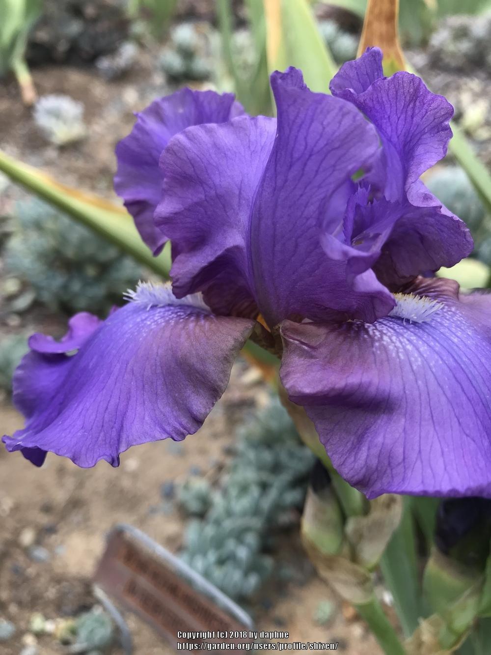 Photo of Tall Bearded Iris (Iris 'His Royal Highness') uploaded by shizen