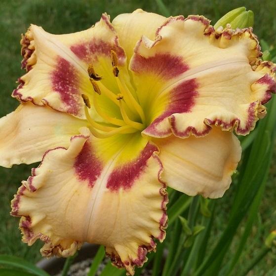 Photo of Daylily (Hemerocallis 'King of the Ages') uploaded by flowerpower35