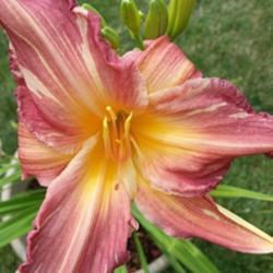 Location: My garden, Eagle Point, Oregon
Date: 2018-08-21
FFE Bloom, Very pretty!