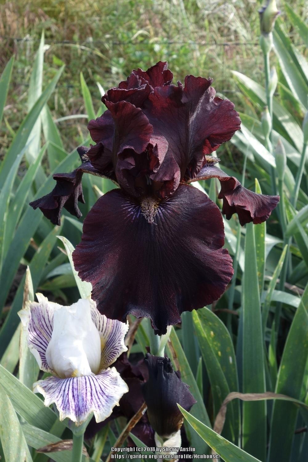 Photo of Tall Bearded Iris (Iris 'Smoldering Fire') uploaded by Henhouse