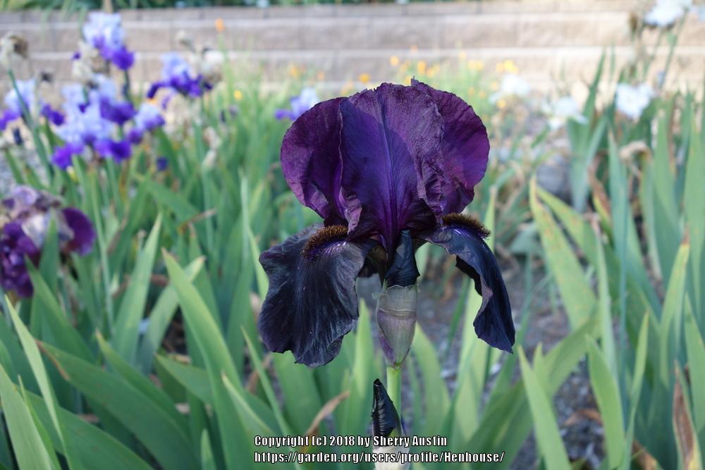 Photo of Tall Bearded Iris (Iris 'Sable Night') uploaded by Henhouse