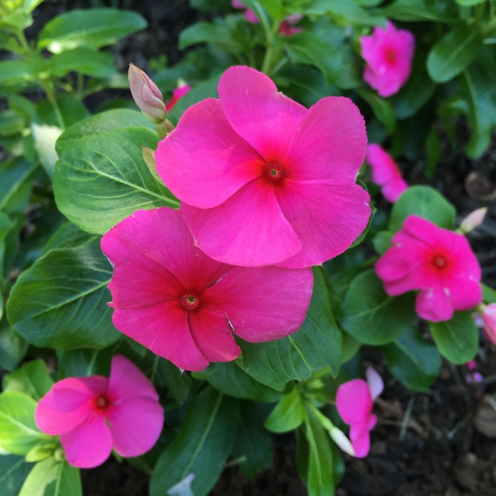 Photo of Vinca (Catharanthus roseus) uploaded by csandt