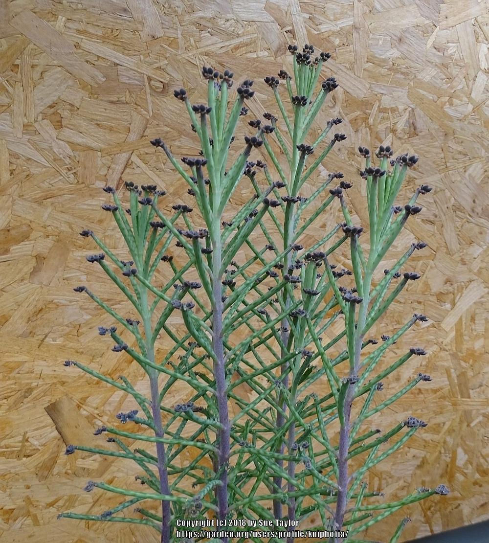 Photo of Mother of Thousands (Kalanchoe delagoensis) uploaded by kniphofia