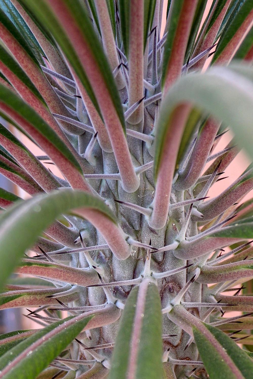 Photo of Madagascar Palm (Pachypodium geayi) uploaded by Baja_Costero