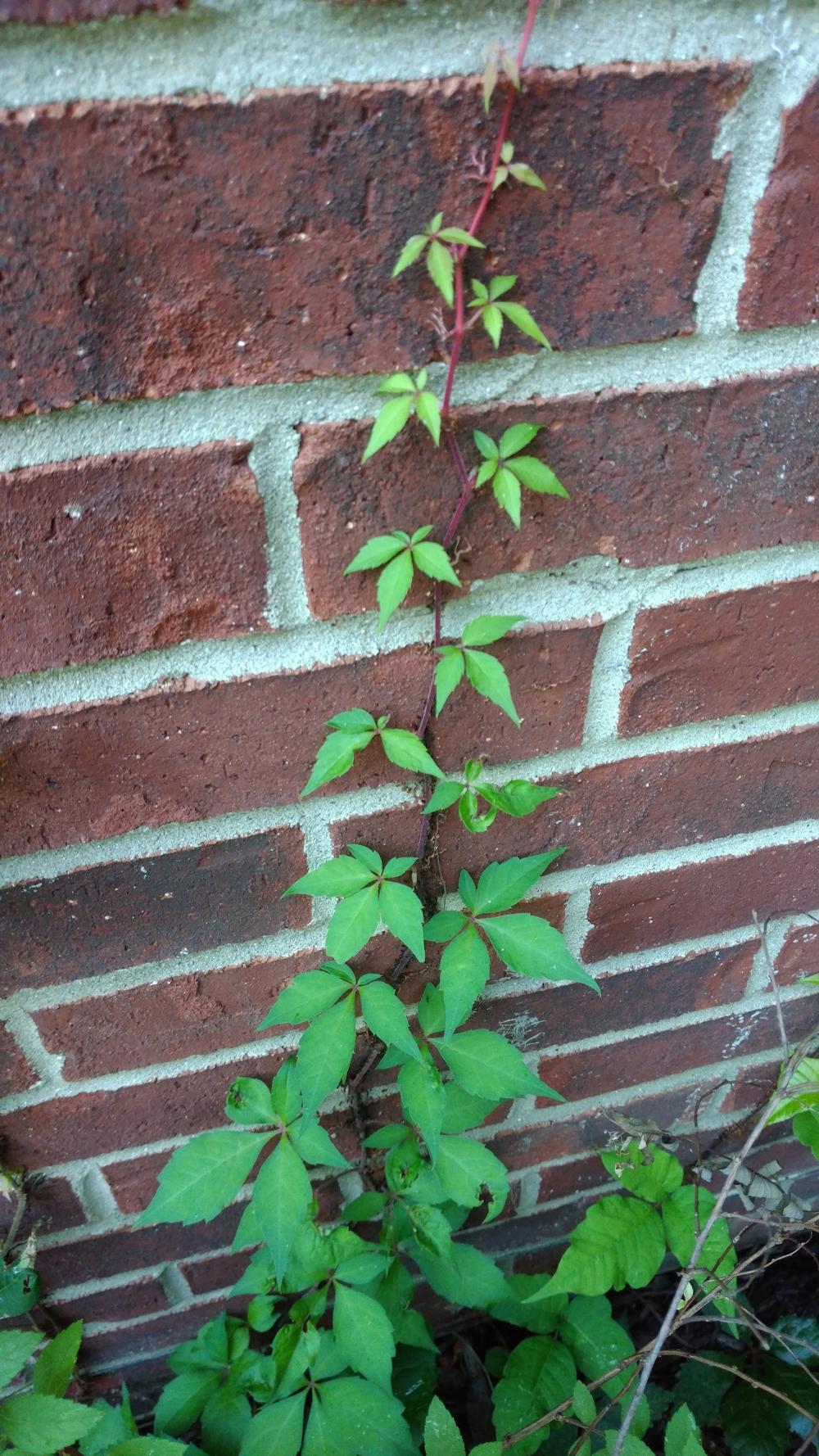 Photo of Parthenocissus uploaded by DogsNDaylilies