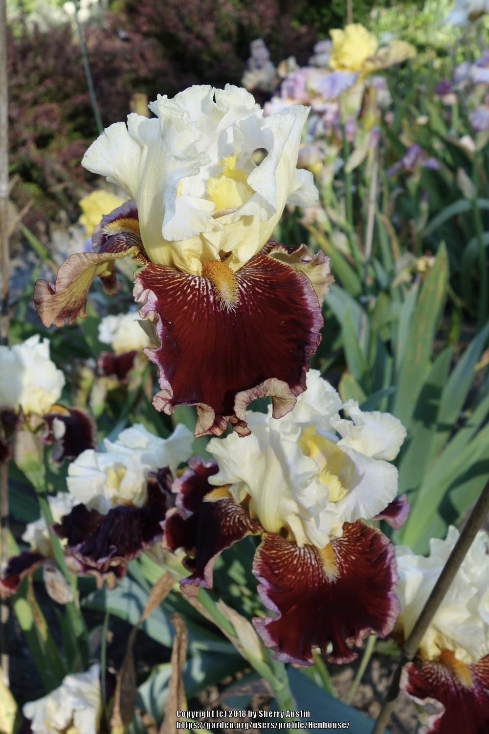 Photo of Tall Bearded Iris (Iris 'Risk Taker') uploaded by Henhouse