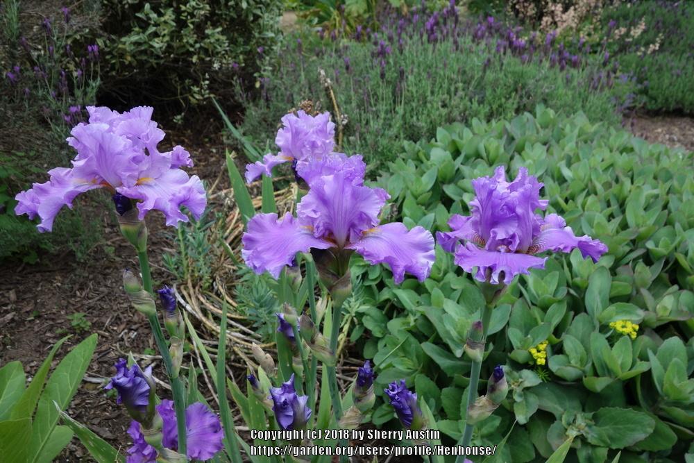 Photo of Tall Bearded Iris (Iris 'Ruffled Goddess') uploaded by Henhouse