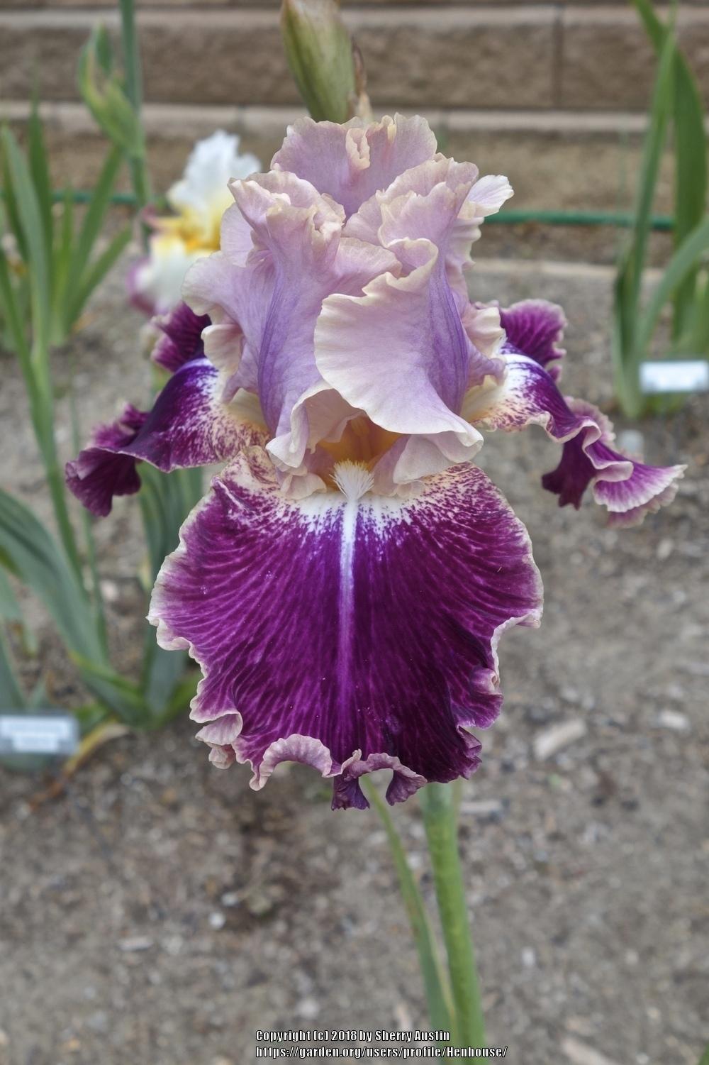 Photo of Tall Bearded Iris (Iris 'New Leaf') uploaded by Henhouse