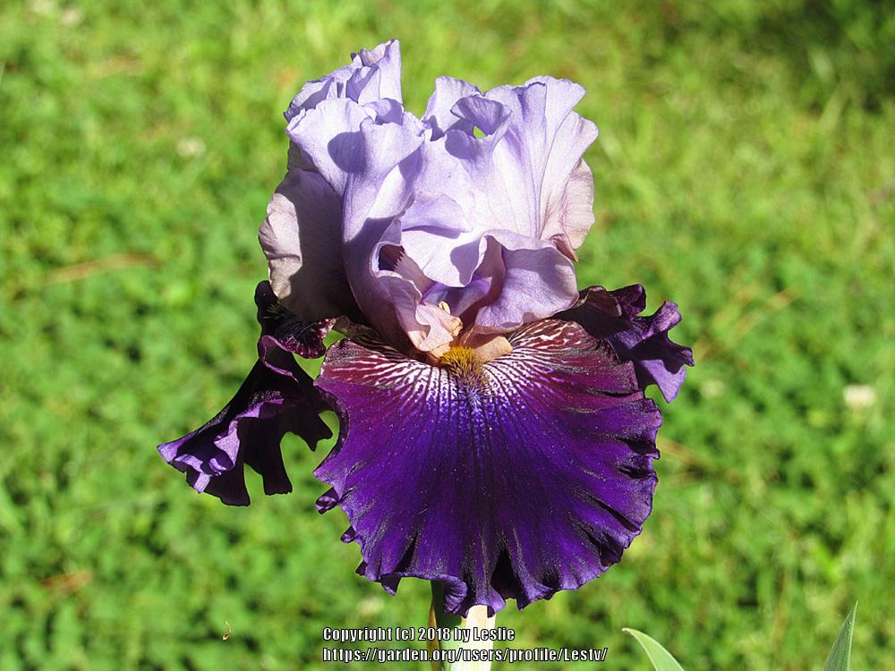 Photo of Tall Bearded Iris (Iris 'Just Before Sunrise') uploaded by Lestv