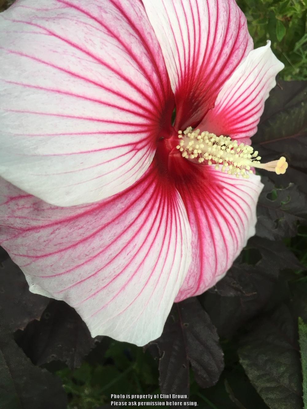 Photo of Hybrid Hardy Hibiscus (Hibiscus Summerific™ Starry Starry Night) uploaded by clintbrown